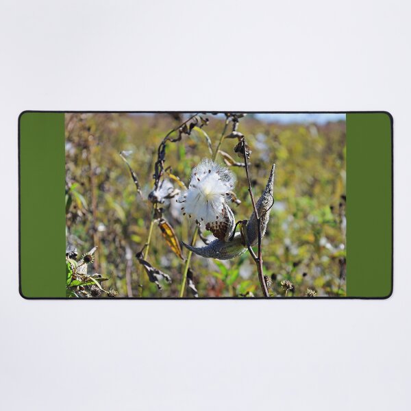 Item preview, Open Milkweed Pod in Early Fall designed and sold by Martha Sherman.