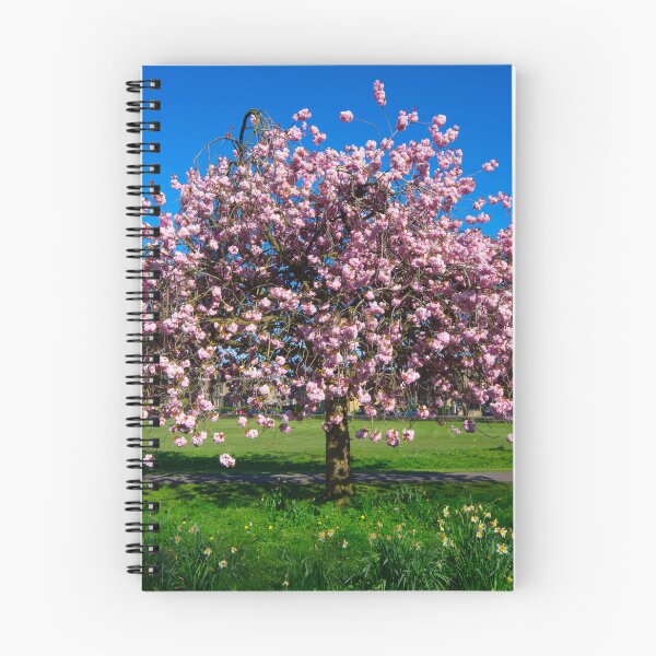 Item preview, Harrogate Cherry Blossom designed and sold by Alisonchambers2.