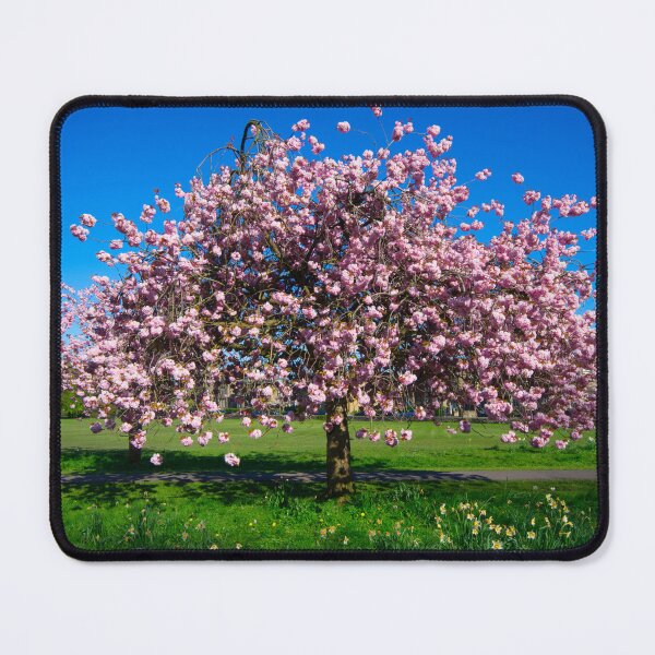 Item preview, Harrogate Cherry Blossom designed and sold by Alisonchambers2.