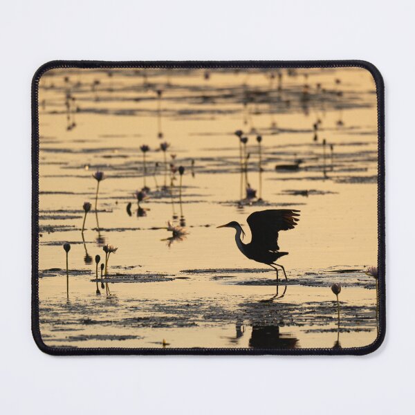 Item preview, A pied heron in the Kimberley, Australia designed and sold by Gilmore Photography.