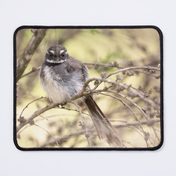 Item preview, A grey fantail perched on a tree designed and sold by Gilmore Photography.