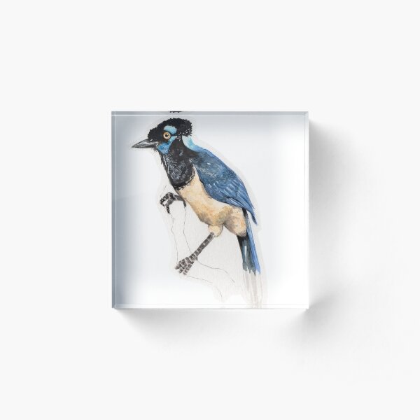 Plush-crested Jay Acrylic Block