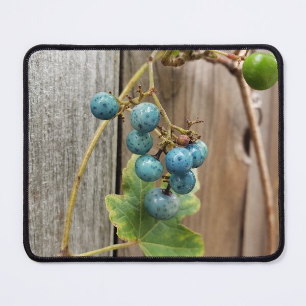 Item preview, Porcelain Berry Against a Wooden Gate designed and sold by concretebotany.