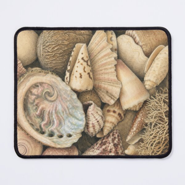 Item preview, Seashell collection box designed and sold by Dreaming Shell.
