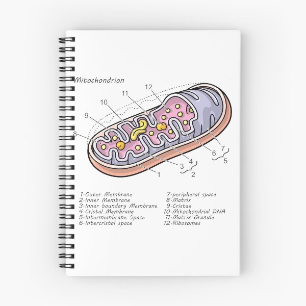 Item preview, Mitochondrion Cell Biology Diagram designed and sold by taylorcustom.