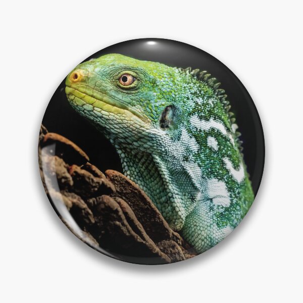 Item preview, Green Iguana Lizard Perched On Tree Trunk designed and sold by Kellesu.