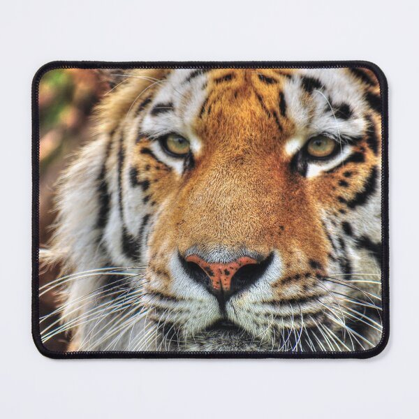 Item preview, Amur Tiger - Amasia designed and sold by SusiSu72.