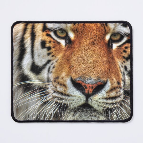 Item preview, Amur Tiger - Amasia designed and sold by SusiSu72.