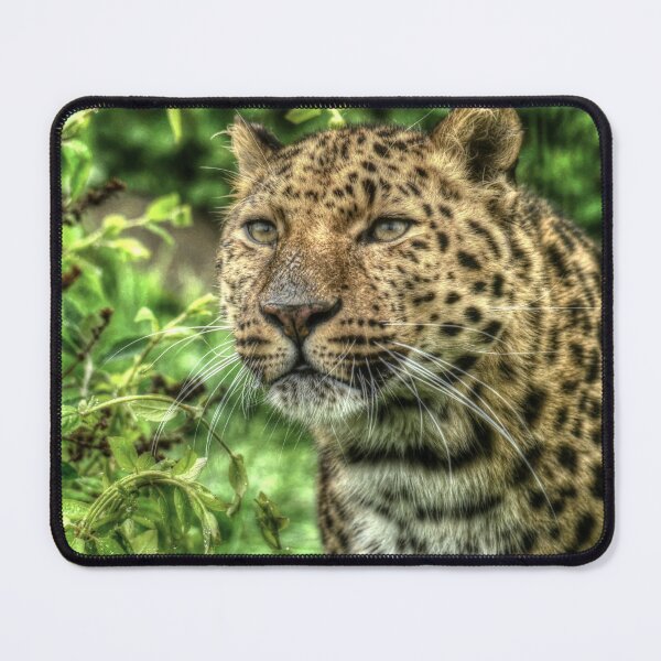 Item preview, Amur Leopard - Artur designed and sold by SusiSu72.