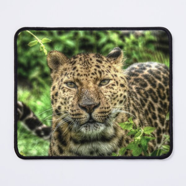 Item preview, Amur Leopard - Artur designed and sold by SusiSu72.