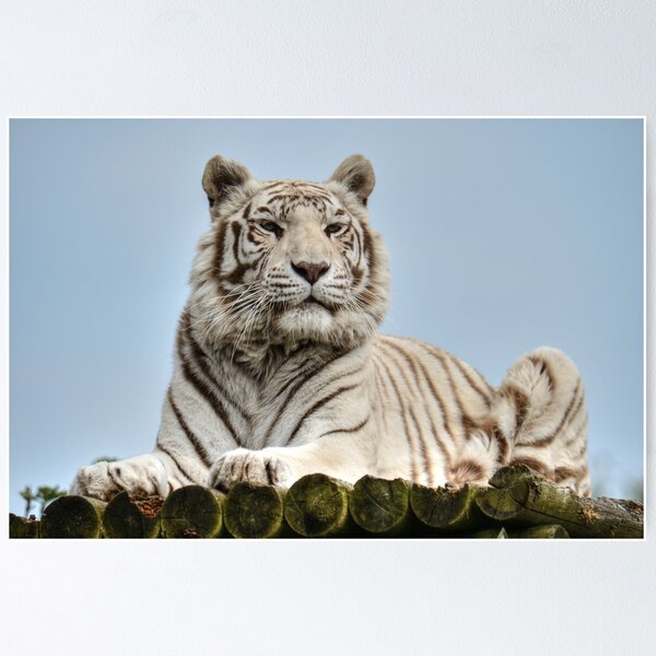 Item preview, White Bengal Tiger - Narnia designed and sold by SusiSu72.