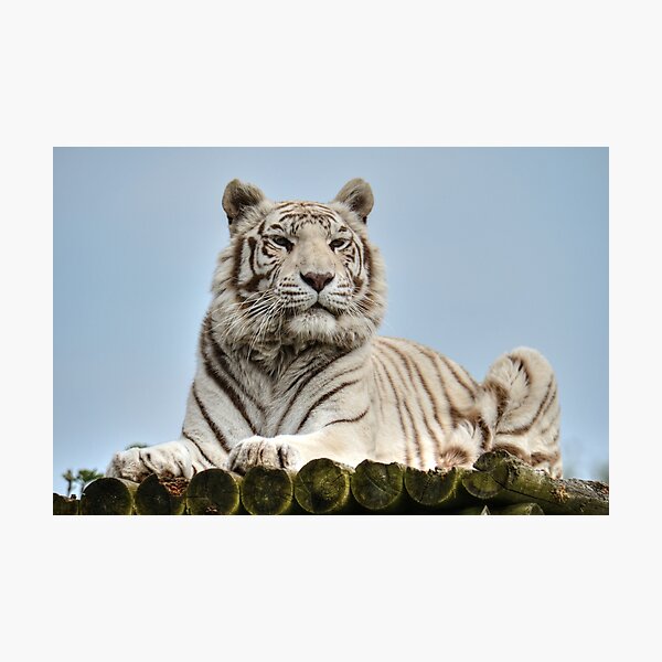Item preview, White Bengal Tiger - Narnia designed and sold by SusiSu72.