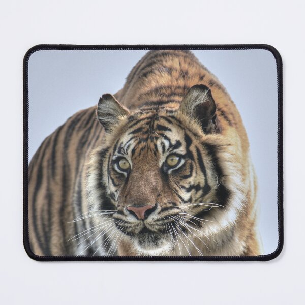 Artikelvorschau, Sumatra-Tiger - Puna entworfen und verkauft von SusiSu72.