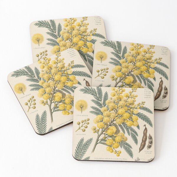 Artikelvorschau, Akazie – Australische Botanikstudien | Botanischer Vintage-Druck entworfen und verkauft von FairDinkumThreads.