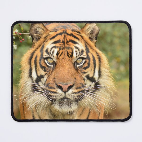 Item preview, Sumatran Tiger - Nias designed and sold by SusiSu72.