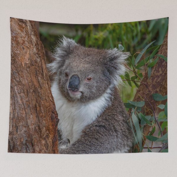 Item preview, Koala Peeking From Behind a Eucalyptus Tree designed and sold by Twisted Light Images.