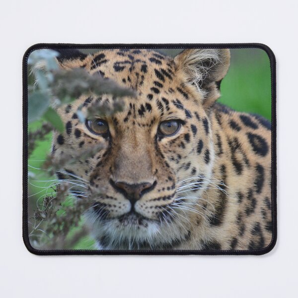 Item preview, Amur Leopard - Xizi designed and sold by SusiSu72.