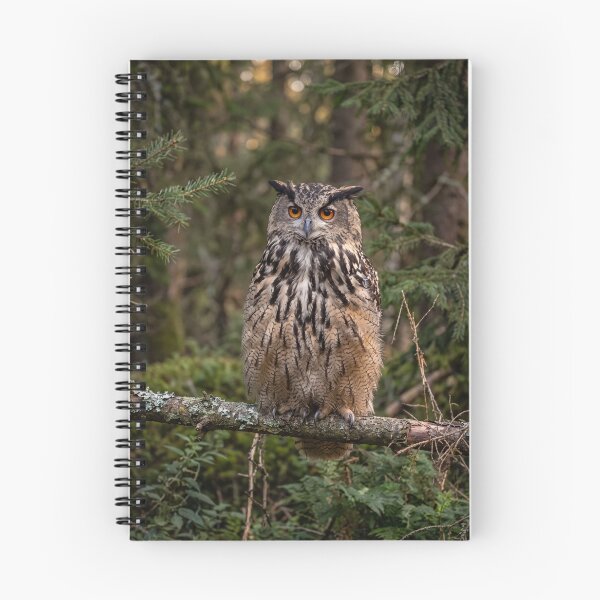 Item preview, Gaze of the Forest.  Eurasian Eagle-Owl Perched in Pine designed and sold by Astute-Artio-Photography.