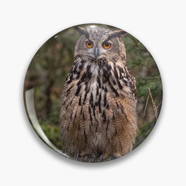 Item preview, Gaze of the Forest.  Eurasian Eagle-Owl Perched in Pine designed and sold by Astute-Artio-Photography.