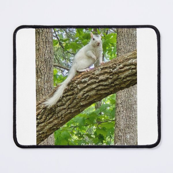 Item preview, Brevard's White Squirrel designed and sold by Christopher Guilkey Photography .