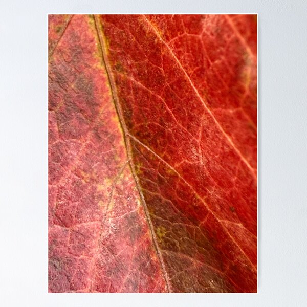 Item preview, Red Autumn Leaf by ElitebyElise designed and sold by ElitebyElise.