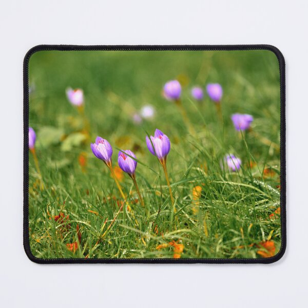 Item preview, Beautiful Autumn Crocus in Cardiff designed and sold by VnGphoto.