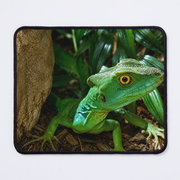 Item preview, Emerald Guardian.  Plumed Basilisk Lizard Amongst Foliage designed and sold by Astute-Artio-Photography.