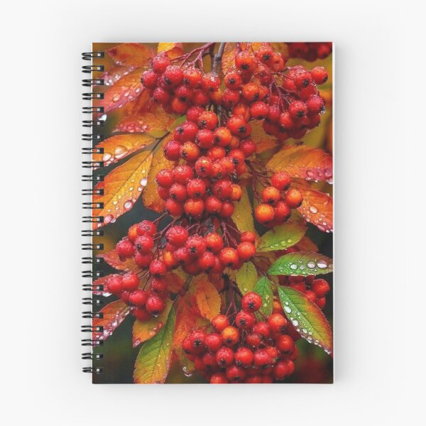 Item preview, Red Rowan Berries in Raindrops — Autumn Harvest Botanical Photography designed and sold by LYAN-STORE.
