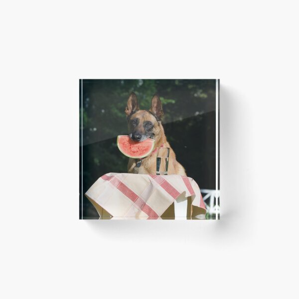 Item preview, Funny Belgian Malinois Eating Watermelon Slice designed and sold by VanGaldo.