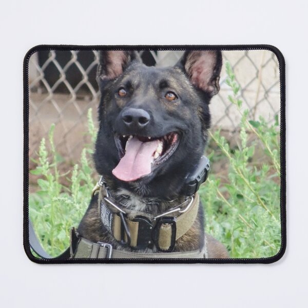 Item preview, Smiling Belgian Malinois Working Dog Photo designed and sold by VanGaldo.