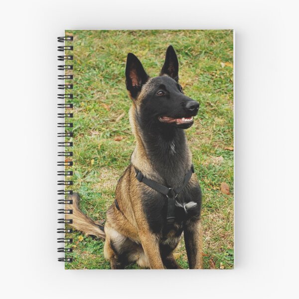 Item preview, Alert Belgian Malinois Sitting In Grass designed and sold by VanGaldo.