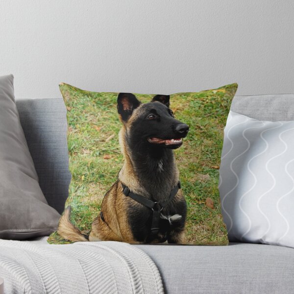 Item preview, Pastor belga malinois atento sentado en el césped designed and sold by VanGaldo.