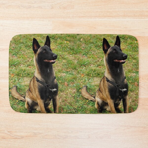 Item preview, Alert Belgian Malinois Sitting In Grass designed and sold by VanGaldo.