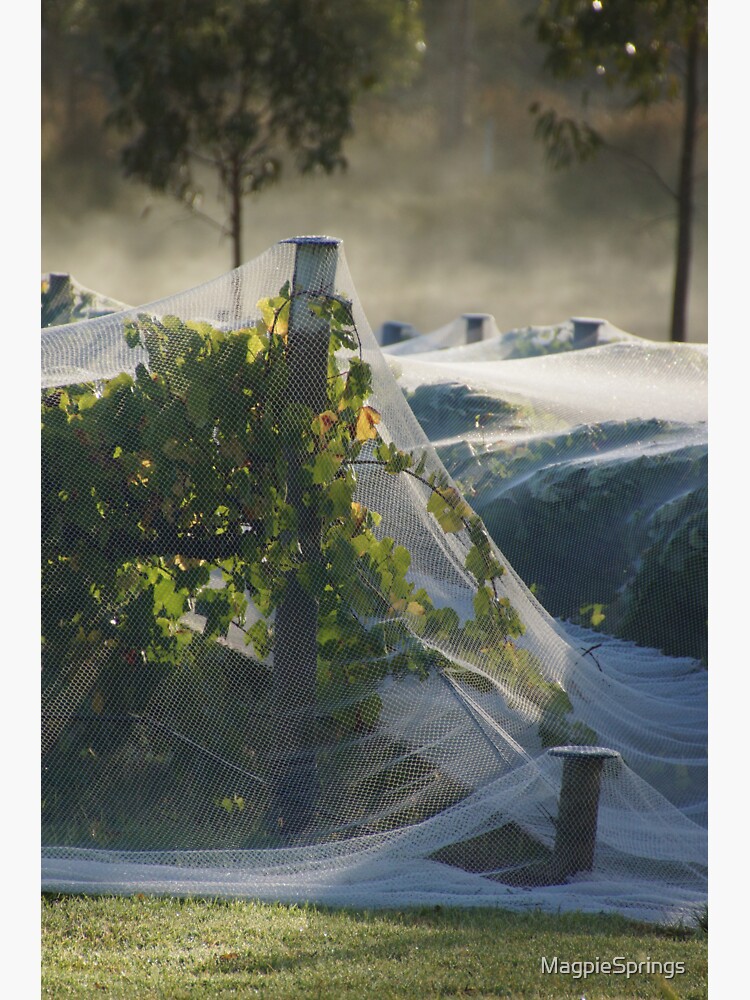 Thumbnail 3 of 3, Sticker, Netted vine - Magpie Springs - Adelaide Hills Wine Region - Fleurieu Peninsula - Winery designed and sold by MagpieSprings.