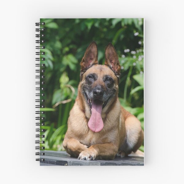 Item preview, Happy Belgian Malinois Tongue Out Photo designed and sold by VanGaldo.