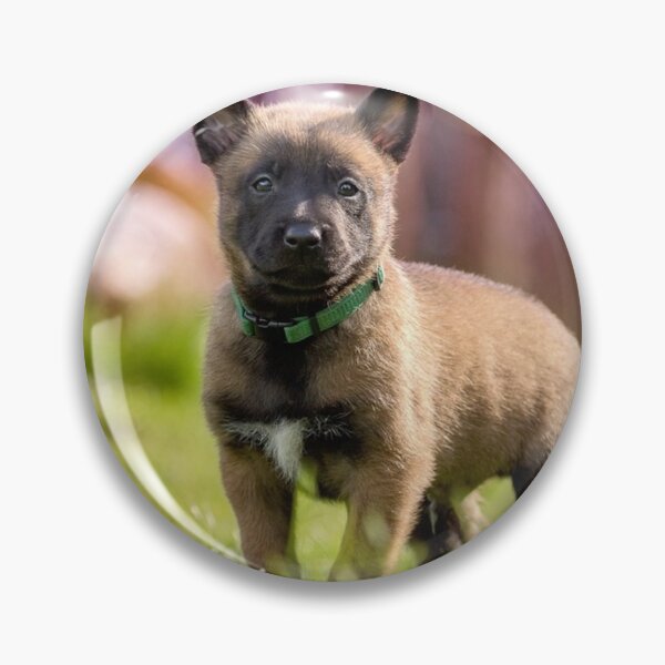 Item preview, Cute Belgian Malinois Puppy Standing Outdoor designed and sold by VanGaldo.