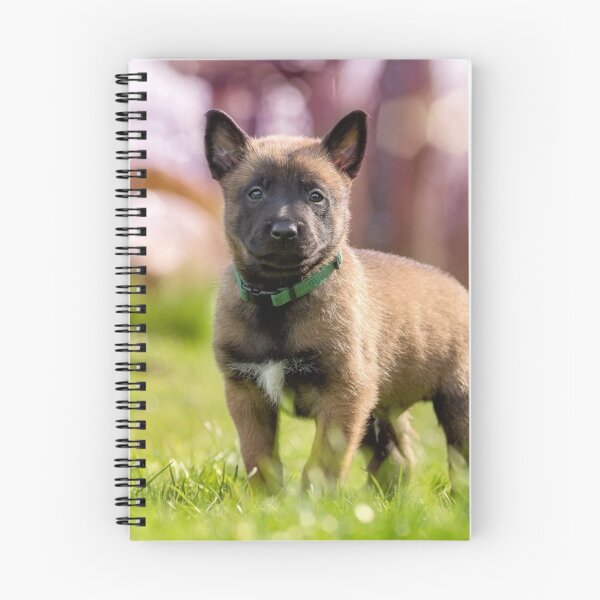 Item preview, Cute Belgian Malinois Puppy Standing Outdoor designed and sold by VanGaldo.