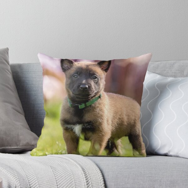 Item preview, Lindo cachorro de pastor belga malinois de pie al aire libre designed and sold by VanGaldo.