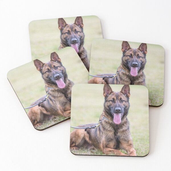 Aperçu de l'œuvre Photo d'un adorable Malinois belge tirant la langue créée et vendue par VanGaldo.