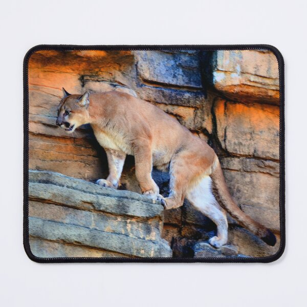 Item preview, Puma on Rocks designed and sold by Savannah Gibbs.