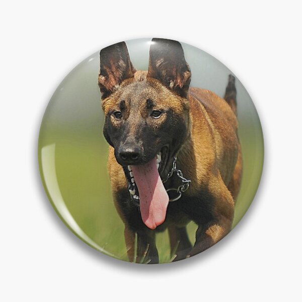 Item preview, Running Belgian Malinois Tongue Out Portrait designed and sold by VanGaldo.
