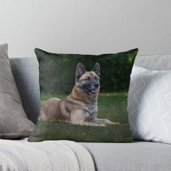 Item preview, Perro pastor belga malinois tumbado en la hierba designed and sold by VanGaldo.