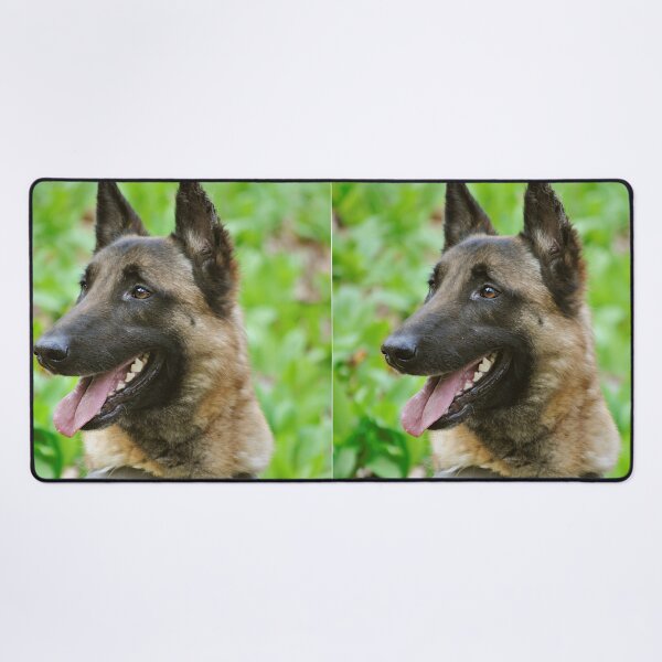 Item preview, Smiling Belgian Malinois Face Close Up designed and sold by VanGaldo.