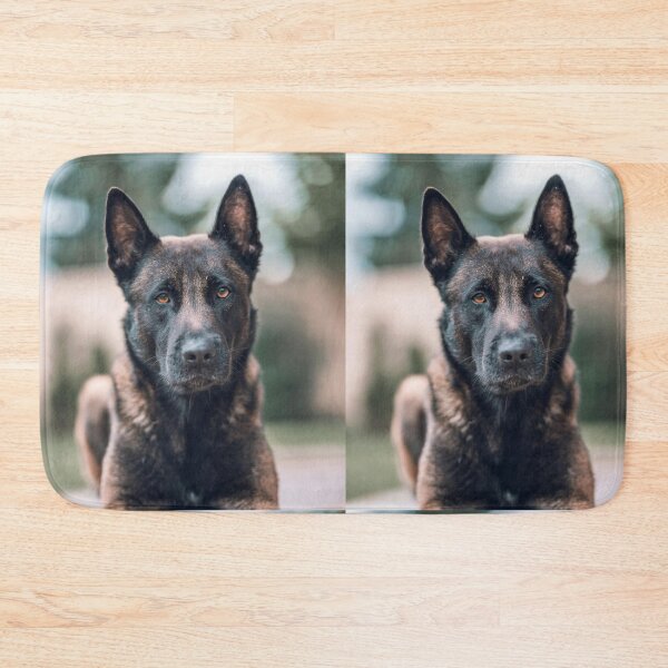 Item preview, Belgian Malinois Face Close Up Photo designed and sold by VanGaldo.