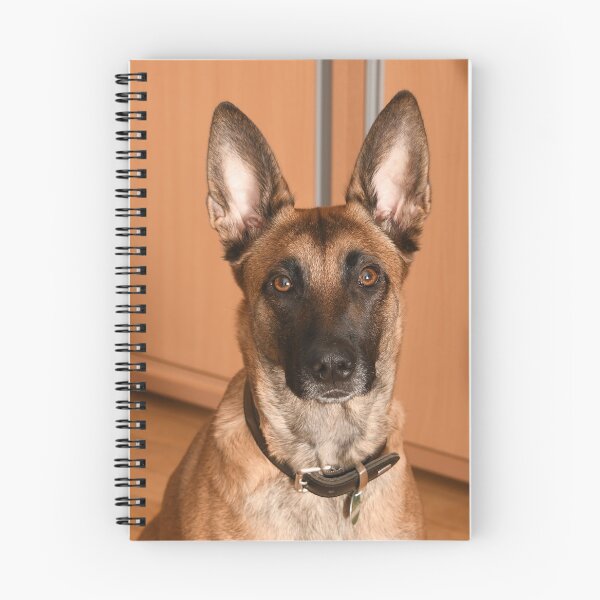 Item preview, Belgian Malinois Big Ears Studio Portrait designed and sold by VanGaldo.