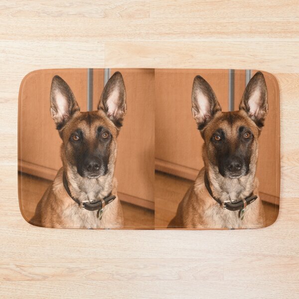 Item preview, Belgian Malinois Big Ears Studio Portrait designed and sold by VanGaldo.