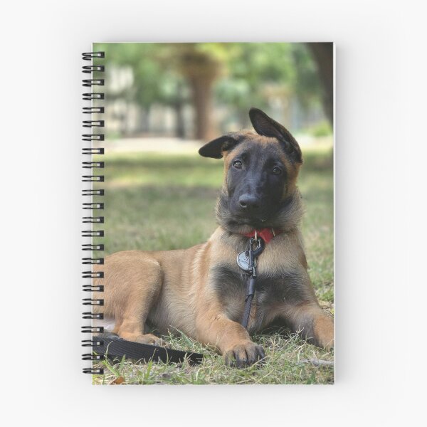 Item preview, Belgian Malinois Puppy Floppy Ears Portrait designed and sold by VanGaldo.
