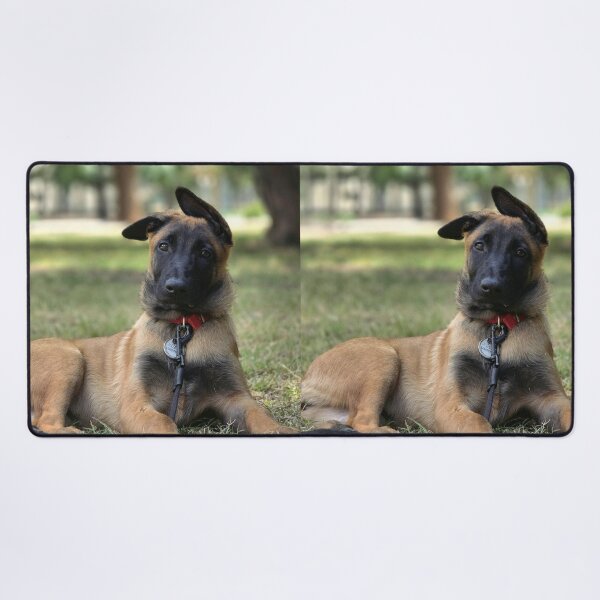 Item preview, Belgian Malinois Puppy Floppy Ears Portrait designed and sold by VanGaldo.