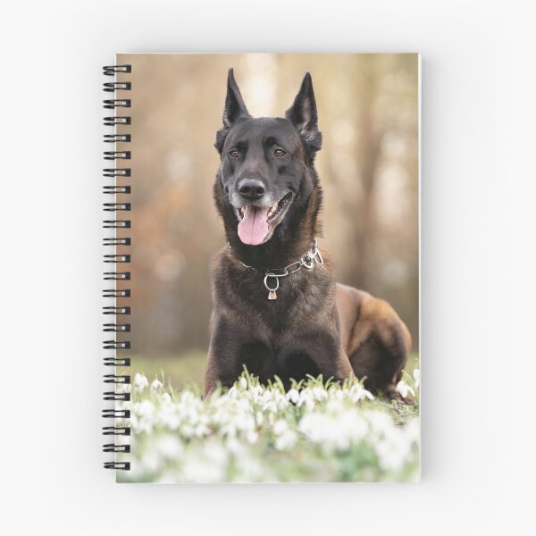 Item preview, Smiling Belgian Malinois In White Flowers designed and sold by VanGaldo.