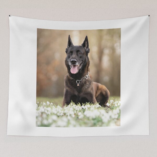 Item preview, Smiling Belgian Malinois In White Flowers designed and sold by VanGaldo.